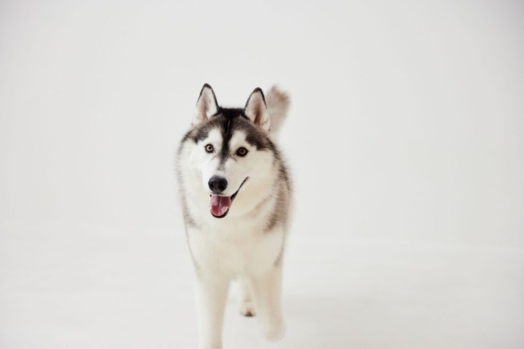 ハスキーと暮らすということ、それは“覚悟”を超えた“約束”だ！！！！