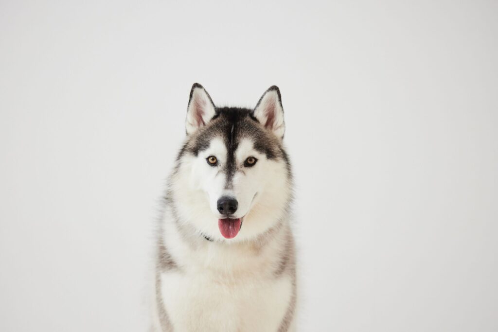 オオカミにそっくり!? ハスキーが野生味たっぷりな理由