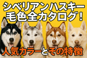 シベリアンハスキーの毛色全カタログ！人気カラーとその特徴
