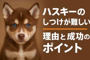 ハスキーのしつけが難しい理由と成功のポイント