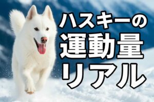 散歩しても満足しない…」ハスキーの運動量のリアル