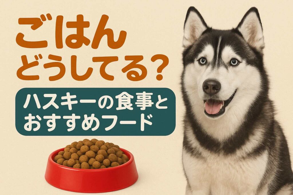 ごはんどうしてる？ハスキーの食事とおすすめフード